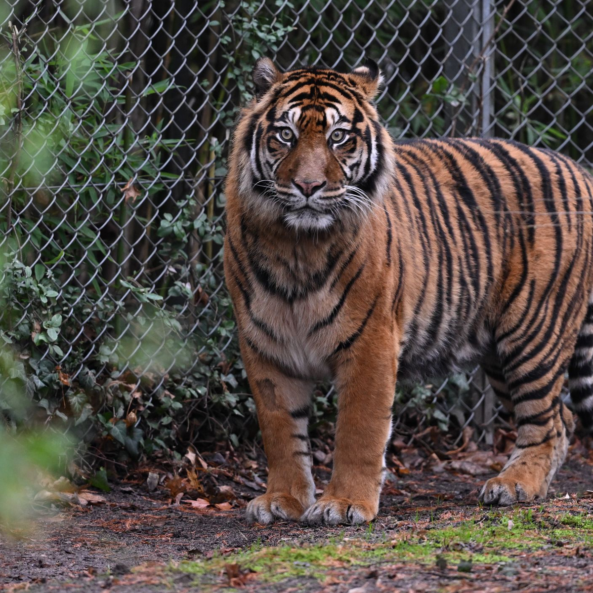 In dem Freizeitpark leben Sumatra-Tiger und Bengalische Tiger. (Symbolbild) - Foto: Arne Dedert/dpa