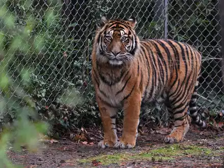 In dem Freizeitpark leben Sumatra-Tiger und Bengalische Tiger. (Symbolbild) - Foto: Arne Dedert/dpa