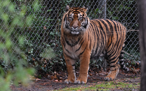 In dem Freizeitpark leben Sumatra-Tiger und Bengalische Tiger. (Symbolbild) - Foto: Arne Dedert/dpa