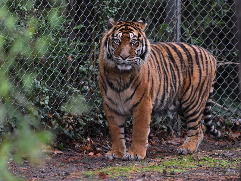 Sumatra-Tiger kommen nur auf der gleichnamigen Insel vor, aber es werden immer weniger. (Archivbild) - Foto: Arne Dedert/dpa