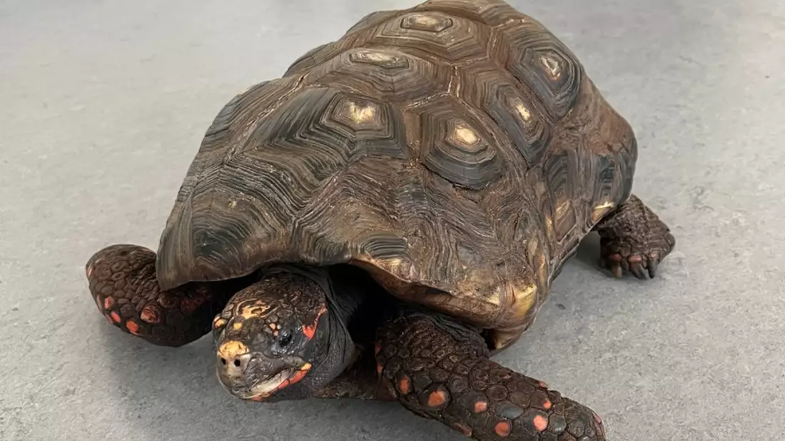 POL-MK: Alte Schildkröte im Pappkarton auf Parkplatz ausgesetzt - Bild: presseportal.de