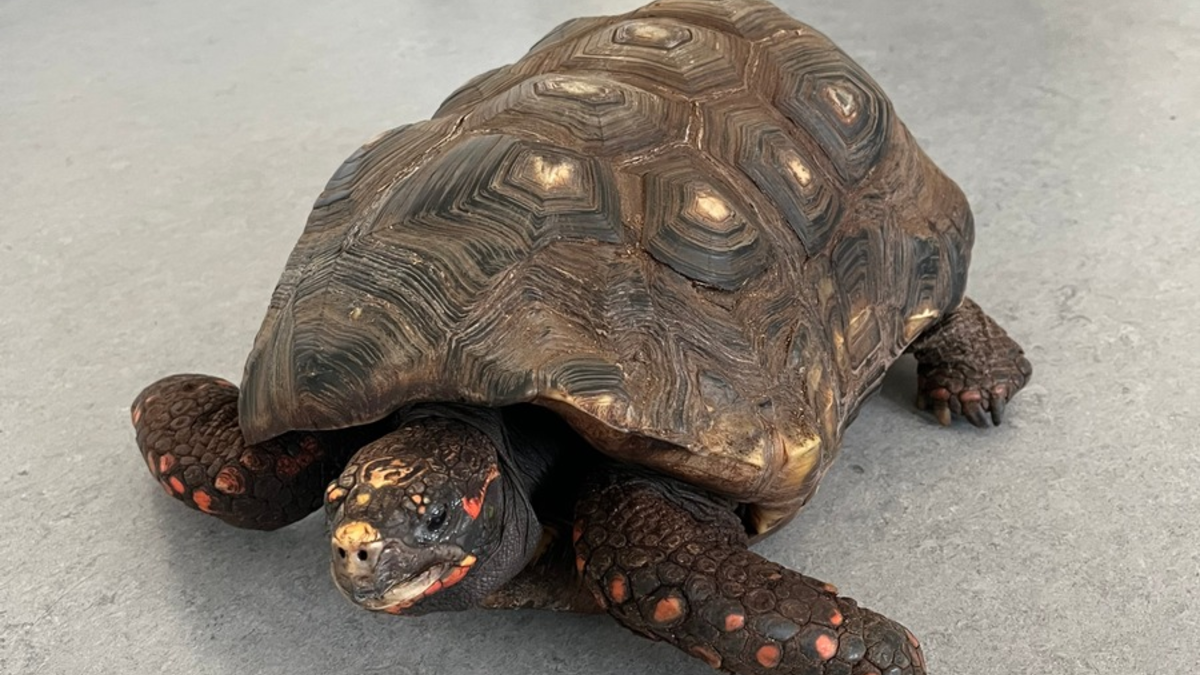 POL-MK: Alte Schildkröte im Pappkarton auf Parkplatz ausgesetzt - Foto: presseportal.de