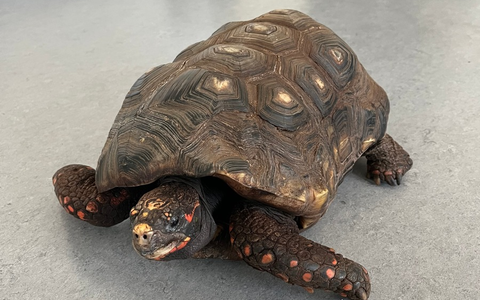 POL-MK: Alte Schildkröte im Pappkarton auf Parkplatz ausgesetzt - Foto: presseportal.de