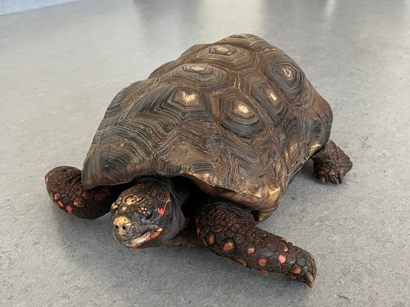 POL-MK: Alte Schildkröte im Pappkarton auf Parkplatz ausgesetzt - Foto: presseportal.de