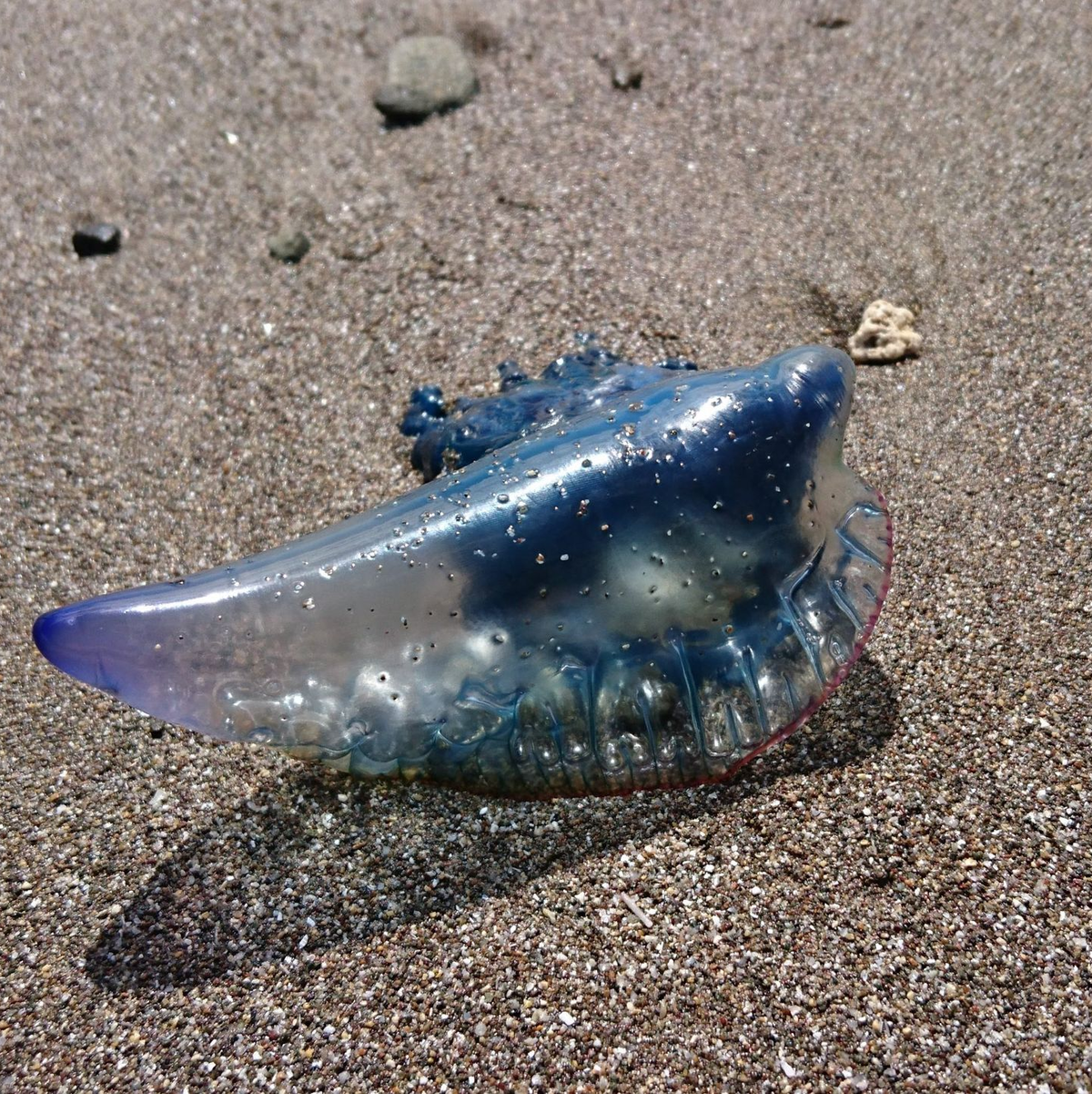 Es handelt sich weniger um echte Quallen, sondern um riesige Polypenkolonien. (Symbolbild) - Foto: Sabrina Hentschel/dpa-Zentralbild/dpa