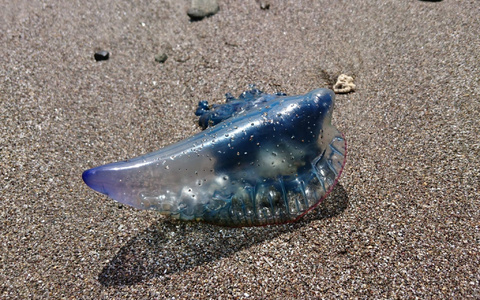 Es handelt sich weniger um echte Quallen, sondern um riesige Polypenkolonien. (Symbolbild) - Foto: Sabrina Hentschel/dpa-Zentralbild/dpa
