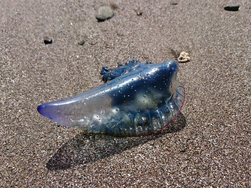 Es handelt sich weniger um echte Quallen, sondern um riesige Polypenkolonien. (Symbolbild) - Foto: Sabrina Hentschel/dpa-Zentralbild/dpa