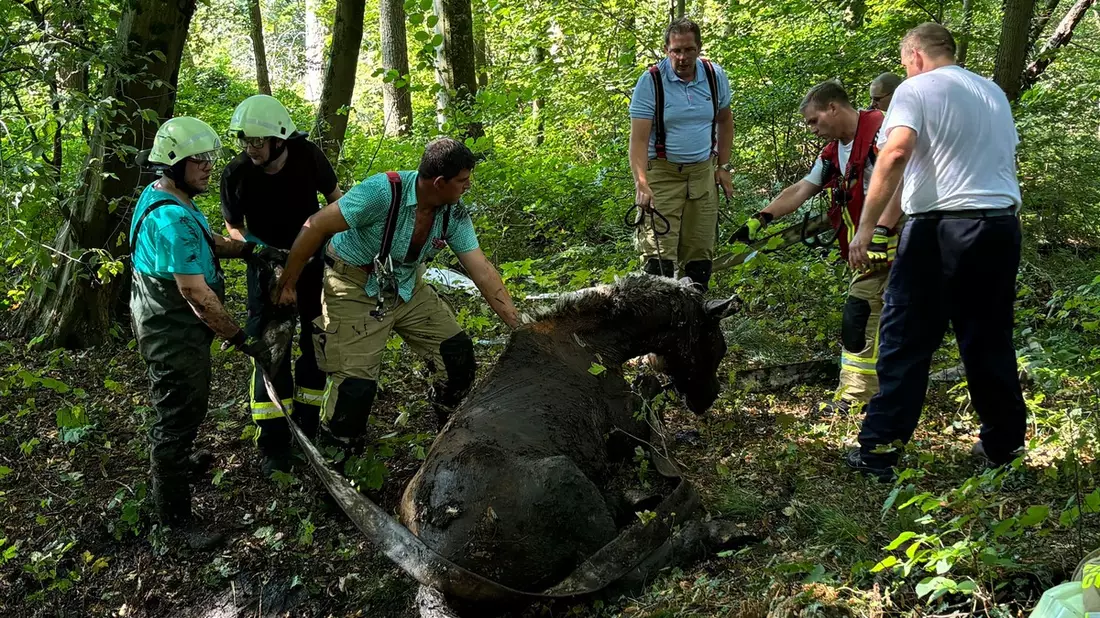 FF Goch: Feuerwehr rettet Pferd aus Morast - Bild: presseportal.de