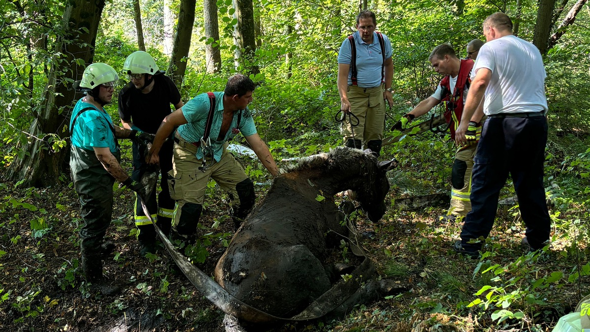FF Goch: Feuerwehr rettet Pferd aus Morast - Foto: presseportal.de