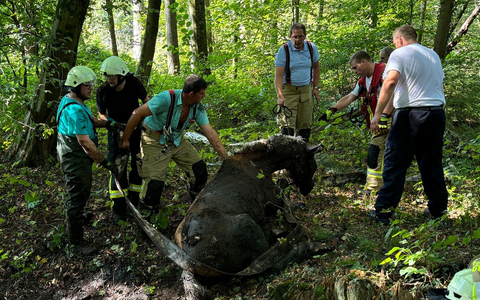 FF Goch: Feuerwehr rettet Pferd aus Morast - Foto: presseportal.de
