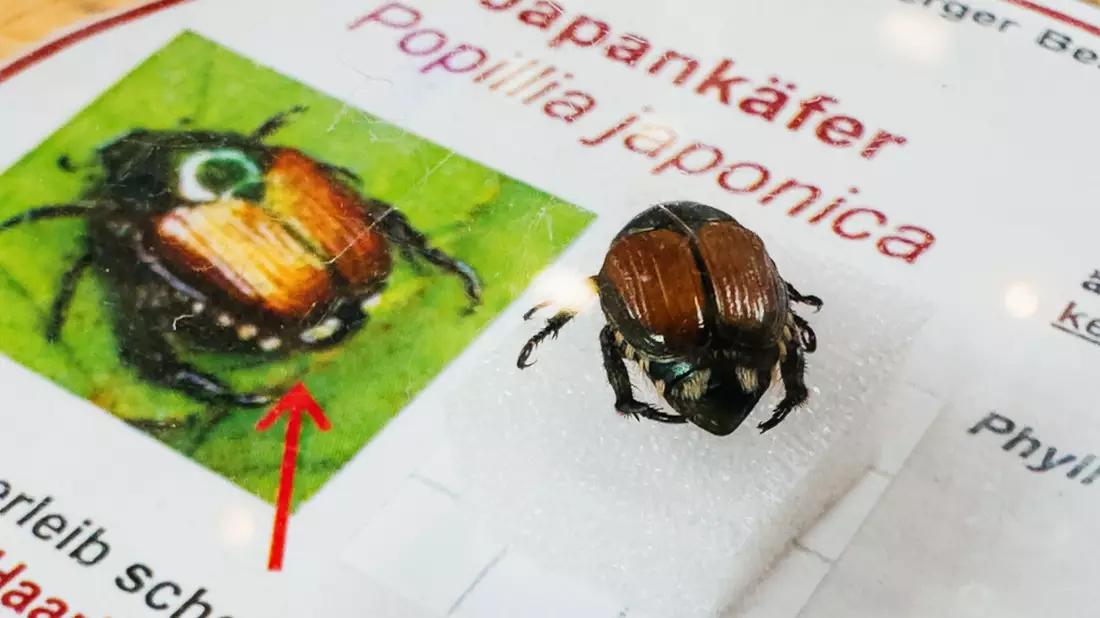 Der gefräßige Japankäfer wird inzwischen auch mit Fadenwürmern bekämpft. (Archivbild) - Bild: Philipp von Ditfurth/dpa