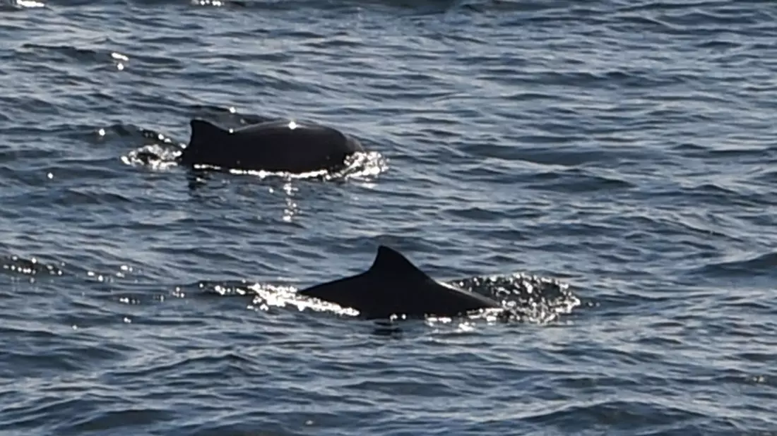Eigentlich leben Schweinswale im Meer. (Symbolbild) - Bild: Carsten Rehder/dpa