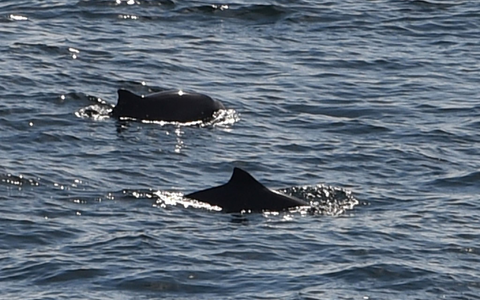 Eigentlich leben Schweinswale im Meer. (Symbolbild) - Foto: Carsten Rehder/dpa