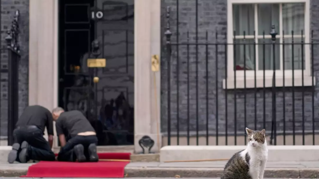 Larry lebt schon deutlich länger in der Downing Street als die meisten Premierminister. (Archivbild) - Bild: Alberto Pezzali/AP/dpa