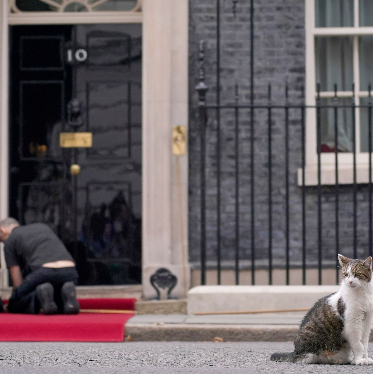 Larry lebt schon deutlich länger in der Downing Street als die meisten Premierminister. (Archivbild) - Foto: Alberto Pezzali/AP/dpa