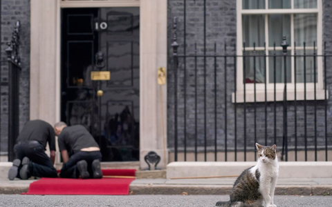 Larry lebt schon deutlich länger in der Downing Street als die meisten Premierminister. (Archivbild) - Foto: Alberto Pezzali/AP/dpa