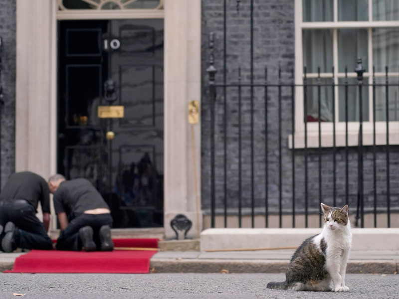 Larry lebt schon deutlich länger in der Downing Street als die meisten Premierminister. (Archivbild) - Foto: Alberto Pezzali/AP/dpa