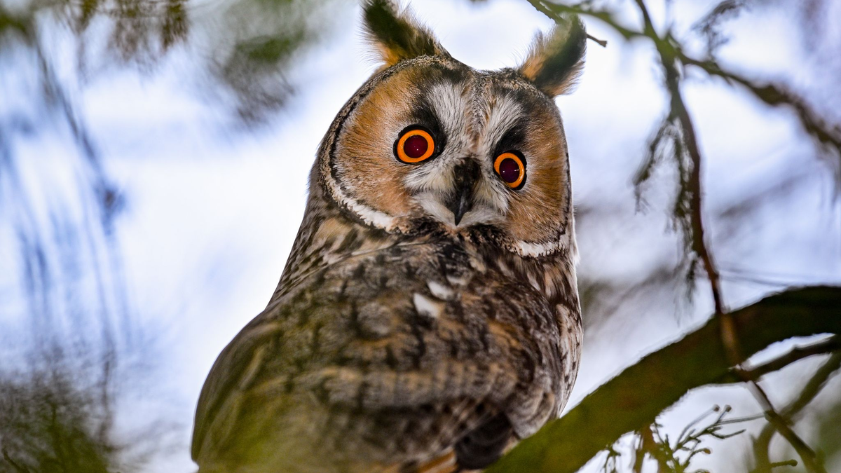 Die Waldohreule jagt Mäuse - und nähert sich ihnen geräuschlos. - Foto: Patrick Pleul/dpa
