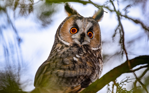 Die Waldohreule jagt Mäuse - und nähert sich ihnen geräuschlos. - Foto: Patrick Pleul/dpa
