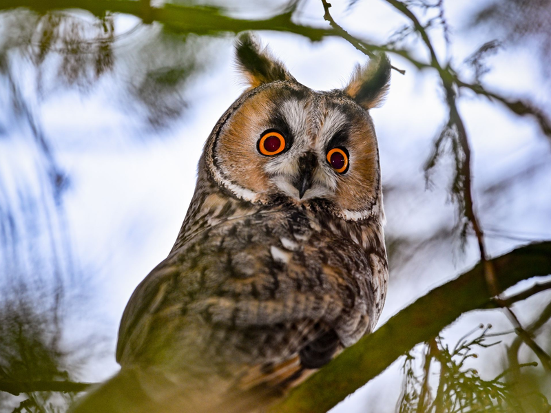 Die Waldohreule jagt Mäuse - und nähert sich ihnen geräuschlos. - Foto: Patrick Pleul/dpa
