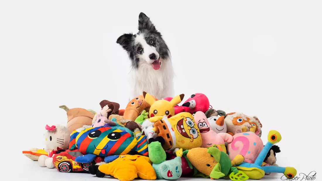 Border Collie Max nahm an einer Studie mit Spielzeug teil. Auch nach zwei Jahren erinnerte er sich noch an die Begriffe. - Bild: Cooper Photo//Genius Dog Challenge/dpa