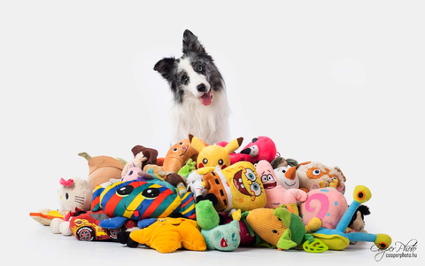 Border Collie Max nahm an einer Studie mit Spielzeug teil. Auch nach zwei Jahren erinnerte er sich noch an die Begriffe. - Foto: Cooper Photo//Genius Dog Challenge/dpa