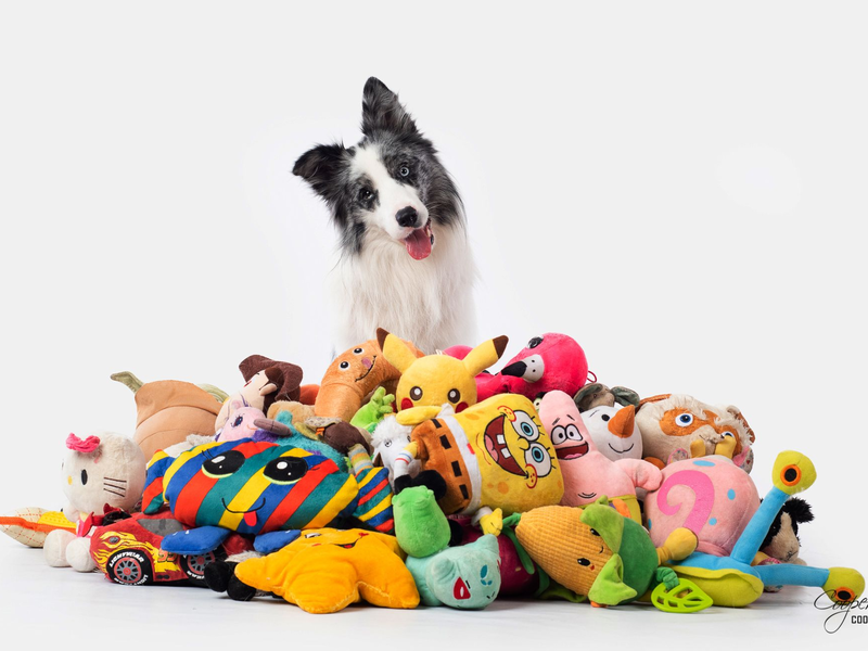 Border Collie Max nahm an einer Studie mit Spielzeug teil. Auch nach zwei Jahren erinnerte er sich noch an die Begriffe. - Foto: Cooper Photo//Genius Dog Challenge/dpa