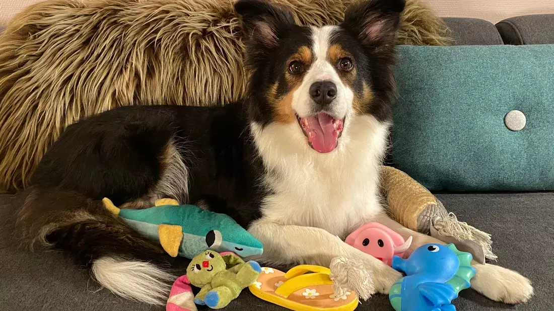 Whisky ist ein absolute Supermerker, Gifted Word Learner (GWL). - Bild: Helge O. Svela/dpa