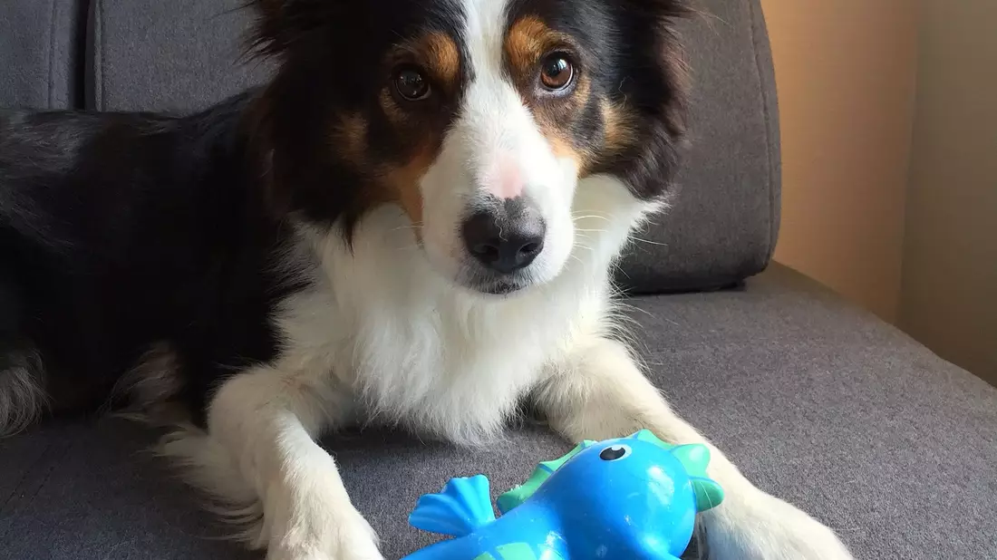Boder Collie Whisky zeigt eines seines Spielzeuge. - Bild: Helge O. Svela/dpa
