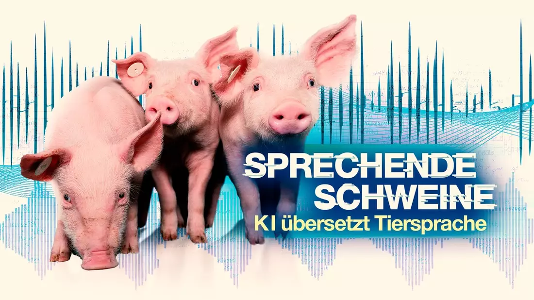 Dokumentation Sprechende Schweine - KI entschlüsselt Tiersprache: weltweit erstmals Schweinelaute aus verschiedenen Haltungsformen übersetzt und ausgewertet - Bild: presseportal.de
