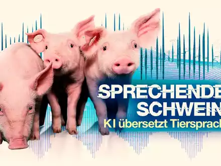 Dokumentation Sprechende Schweine - KI entschlüsselt Tiersprache: weltweit erstmals Schweinelaute aus verschiedenen Haltungsformen übersetzt und ausgewertet - Foto: presseportal.de