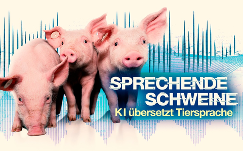 Dokumentation Sprechende Schweine - KI entschlüsselt Tiersprache: weltweit erstmals Schweinelaute aus verschiedenen Haltungsformen übersetzt und ausgewertet - Foto: presseportal.de Dokumentation Sprechende Schweine - KI entschlüsselt Tiersprache: weltweit erstmals Schweinelaute aus verschiedenen Haltungsformen übersetzt und ausgewertet - Foto: presseportal.de