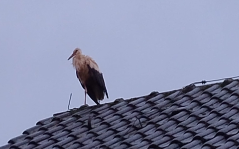 FW-Schermbeck: Tier in Not - Foto: presseportal.de