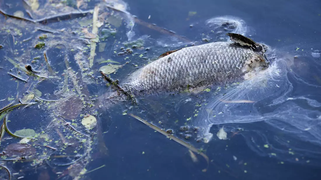 «An einigen Stellen der Bucht gibt es im Moment kein Leben mehr, unsere Fische sind durch Sauerstoffmangel gestorben.» (Archivbild) - Bild: Bodo Marks/dpa