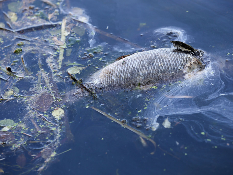 «An einigen Stellen der Bucht gibt es im Moment kein Leben mehr, unsere Fische sind durch Sauerstoffmangel gestorben.» (Archivbild) - Foto: Bodo Marks/dpa