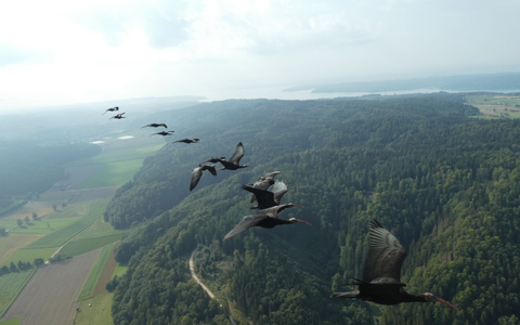 Den in Zoos geschlüpften jungen Zugvögeln muss die Route ins Winterquartier in Andalusien gezeigt werden. - Foto: H. Wehner/Tierpark Hellabrunn/dpa