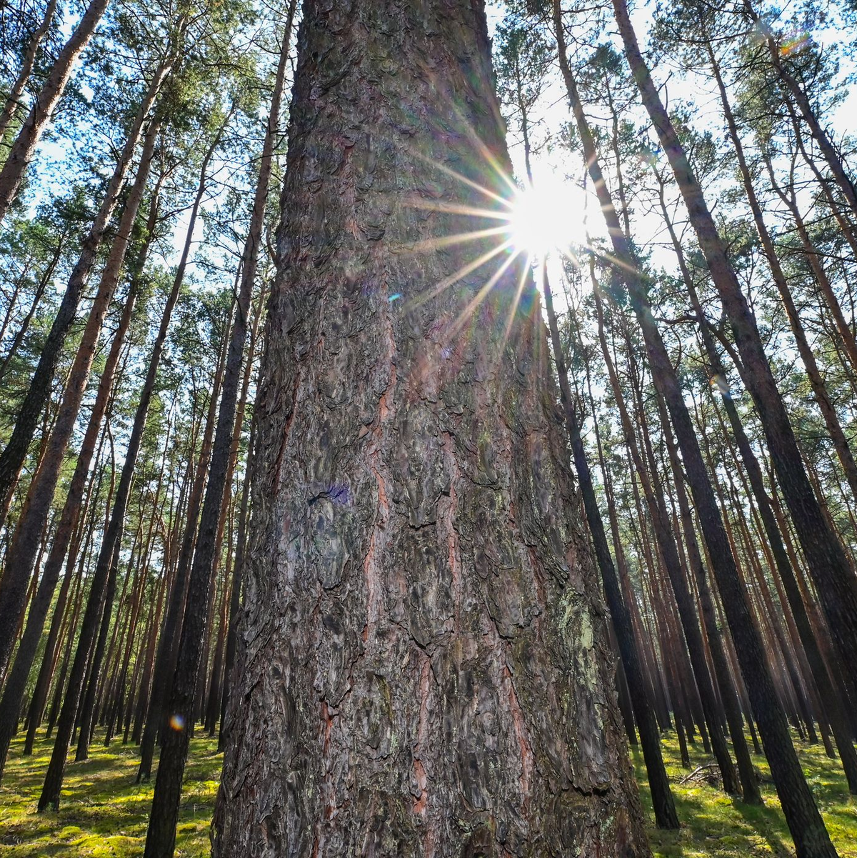 Auch Deutschland erlebte wieder einen sehr warmen Sommer. (Archivbild) - Foto: Patrick Pleul/dpa