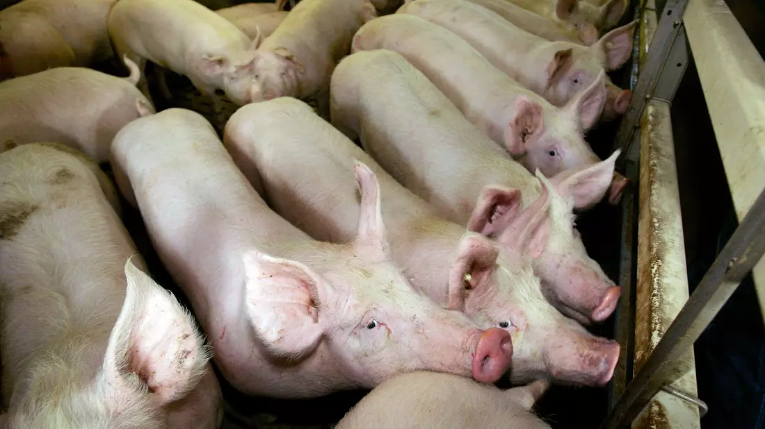 Auch 2023 wurde in der Masttierhaltung teils viel Antibiotika eingesetzt. (Symbolbild) - Bild: picture alliance / dpa