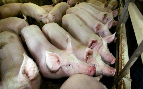 Auch 2023 wurde in der Masttierhaltung teils viel Antibiotika eingesetzt. (Symbolbild) - Foto: picture alliance / dpa