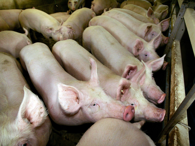 Auch 2023 wurde in der Masttierhaltung teils viel Antibiotika eingesetzt. (Symbolbild) - Foto: picture alliance / dpa