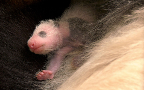Für Zoo-Besucher ist der Nachwuchs nach wie vor nicht zu sehen. - Foto: -/Zoo Berlin/dpa