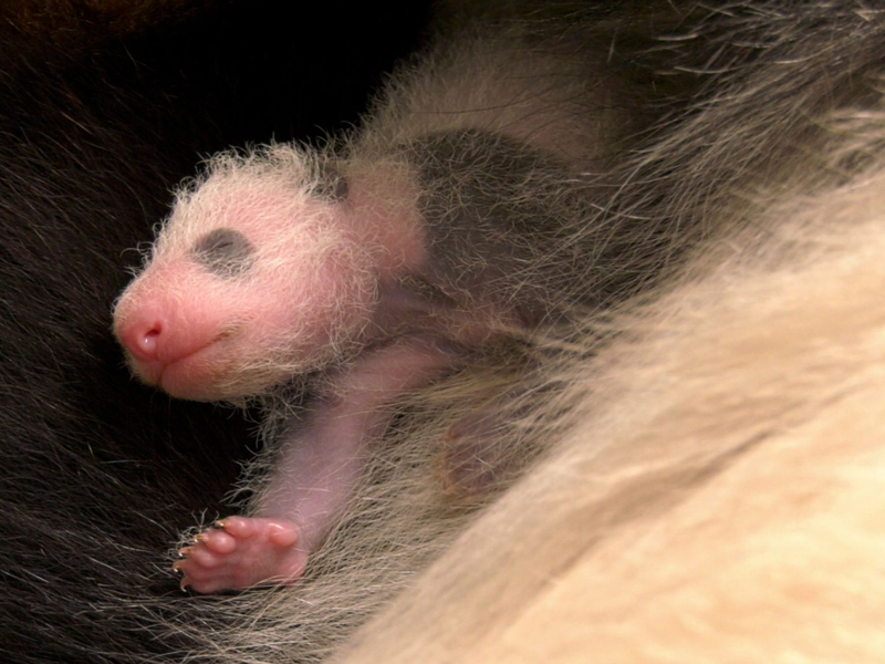 Für Zoo-Besucher ist der Nachwuchs nach wie vor nicht zu sehen. - Foto: -/Zoo Berlin/dpa