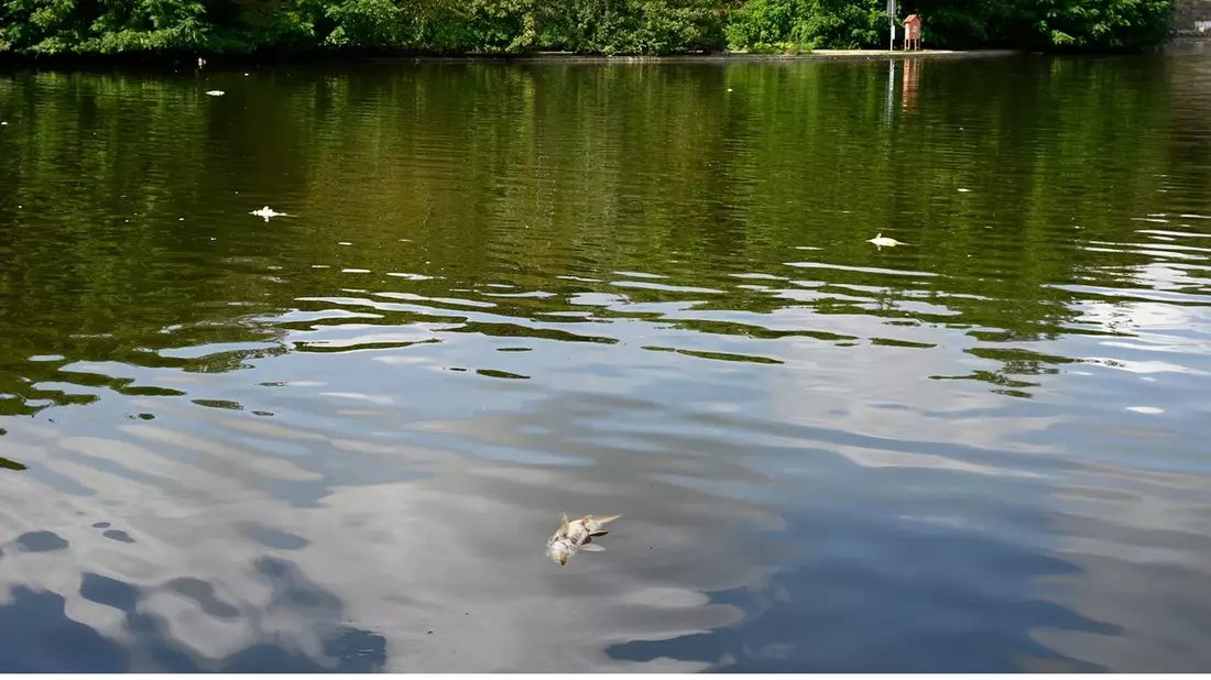 FW-M: Fischsterben im Westparksee (Westpark) - Bild: presseportal.de