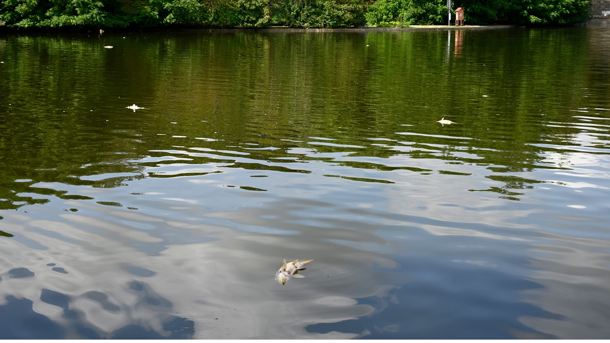 FW-M: Fischsterben im Westparksee (Westpark) - Foto: presseportal.de