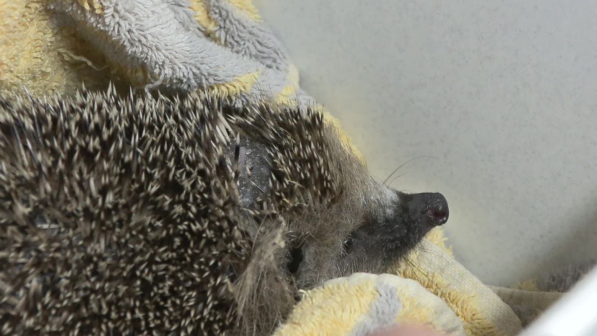 Mähroboter mähen nicht nur Rasen, sondern mitunter auch Igel. Tierschützer fordern ein Ende. - Foto: Sascha Thelen/dpa