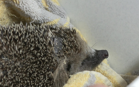 Mähroboter mähen nicht nur Rasen, sondern mitunter auch Igel. Tierschützer fordern ein Ende. - Foto: Sascha Thelen/dpa Mähroboter mähen nicht nur Rasen, sondern mitunter auch Igel. Tierschützer fordern ein Ende. - Foto: Sascha Thelen/dpa