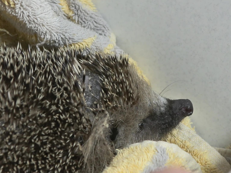 Mähroboter mähen nicht nur Rasen, sondern mitunter auch Igel. Tierschützer fordern ein Ende. - Foto: Sascha Thelen/dpa