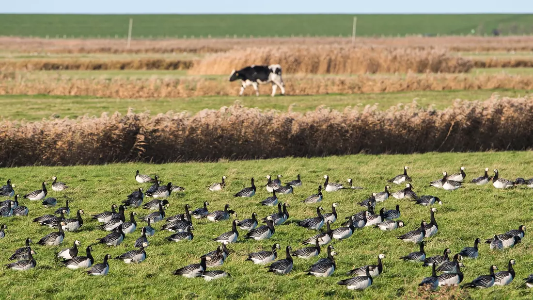 DIe Vogelgrippe hat sich weltweit ausgebreitet. (Archivbild) - Bild: Daniel Bockwoldt/dpa