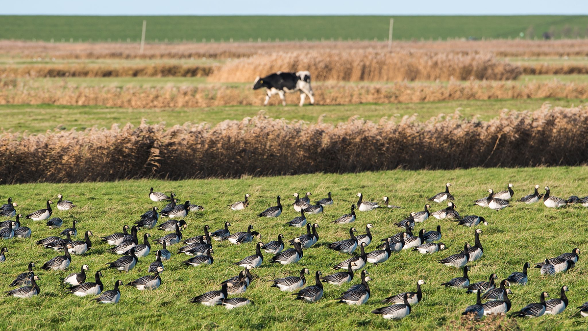 DIe Vogelgrippe hat sich weltweit ausgebreitet. (Archivbild) - Foto: Daniel Bockwoldt/dpa