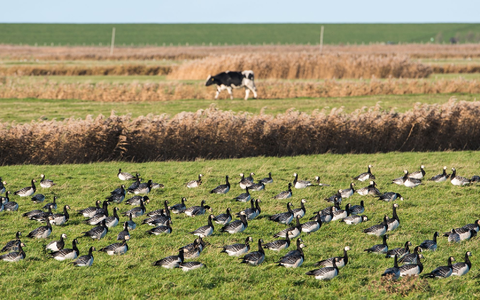 DIe Vogelgrippe hat sich weltweit ausgebreitet. (Archivbild) - Foto: Daniel Bockwoldt/dpa